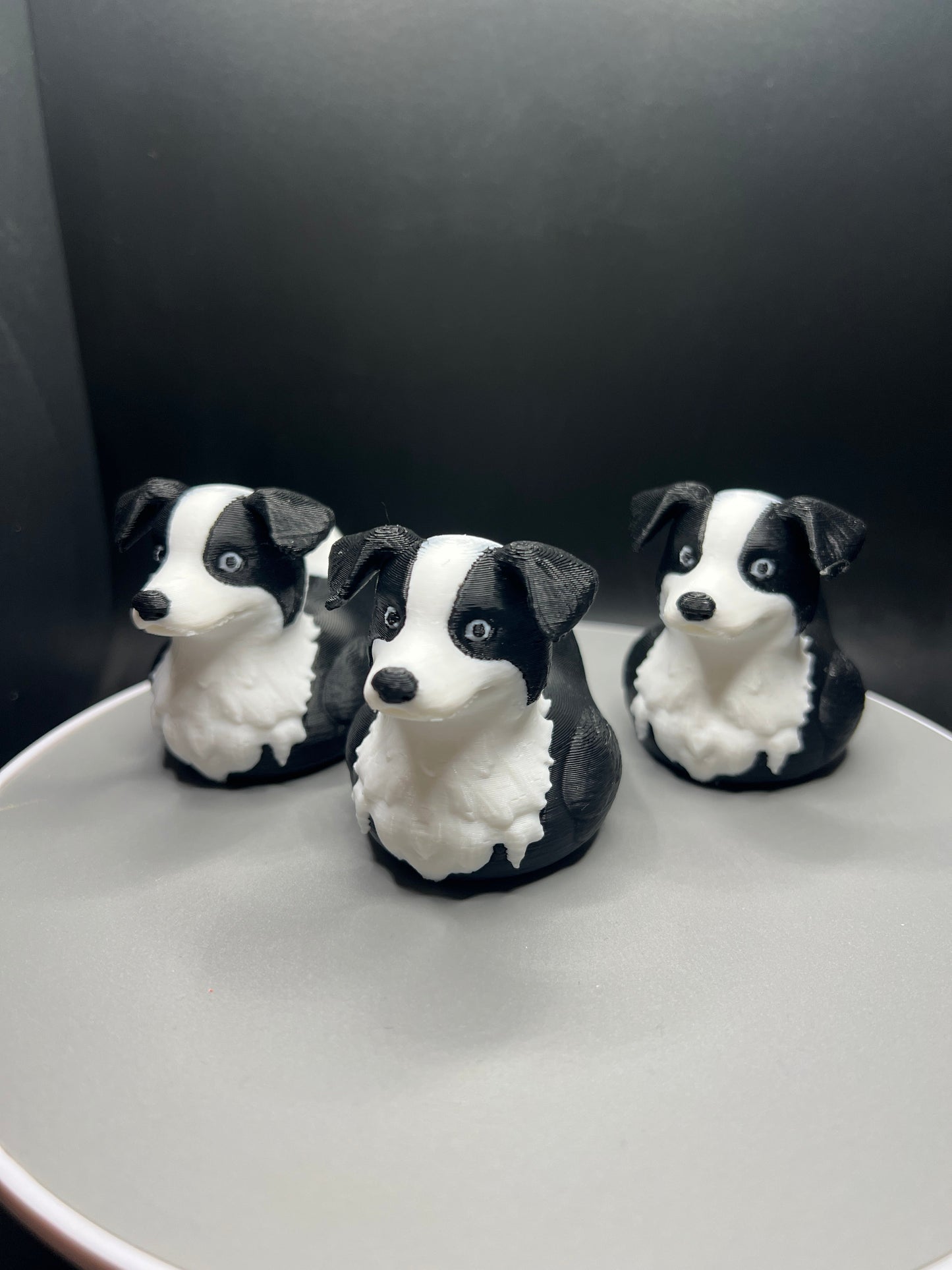 Border Collie Duck